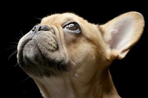 retrato do a adorável francês buldogue foto