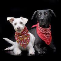 estúdio tiro do dois adorável misturado procriar cachorro foto