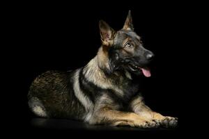 estúdio tiro do a adorável alemão pastor cachorro olhando acima curiosamente foto