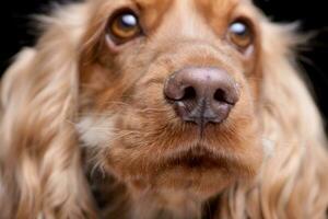 retrato do a adorável Inglês Cocker spaniel foto