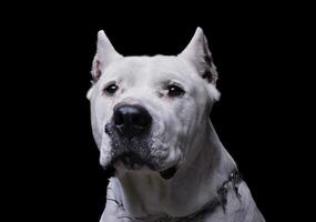 retrato do a adorável Vai argentino olhando curiosamente às a Câmera foto