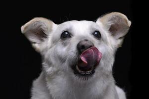 retrato do a adorável misturado procriar cachorro foto