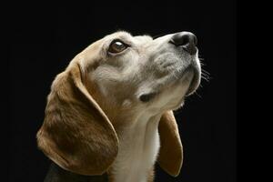 retrato do a adorável beagle foto