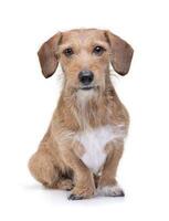 a adorável fio cabelos dachshund misturar cachorro sentado em branco fundo foto