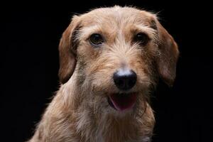 retrato do a adorável fio cabelos dachshund misturar cachorro olhando satisfeito foto