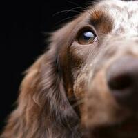 retrato do uma fofa dachshund cachorro foto