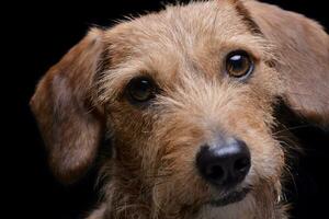 retrato do a adorável fio cabelos dachshund misturar cachorro olhando curiosamente às a Câmera foto