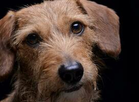 retrato do a adorável fio cabelos dachshund misturar cachorro olhando curiosamente às a Câmera foto