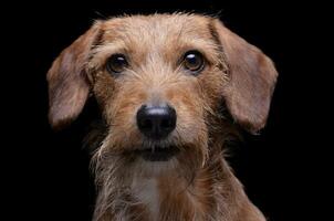 retrato do a adorável fio cabelos dachshund misturar cachorro olhando curiosamente às a Câmera foto