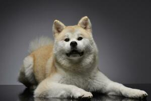 estúdio tiro do a adorável akita inu foto