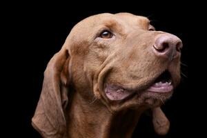 retrato do a adorável magiar vizsla olhando curiosamente foto