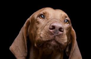 retrato do a adorável magiar vizsla olhando curiosamente foto