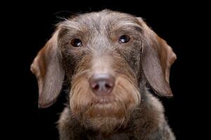 retrato do a adorável fio cabelos dachshund foto