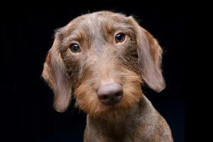 retrato do uma fofa dachshund cachorro foto