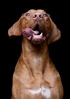 retrato do a adorável magiar vizsla com suspensão língua foto