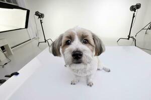 a adorável havanese cachorro dentro uma foto estúdio