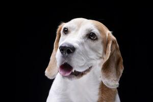 retrato do a adorável beagle foto