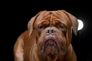 retrato do a adorável dogue de bordeaux foto