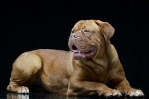 estúdio tiro do a adorável dogue de bordeaux foto