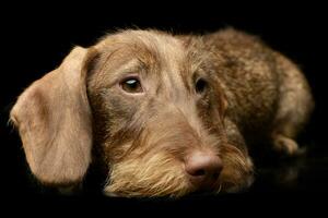 estúdio tiro do a adorável dachshund foto