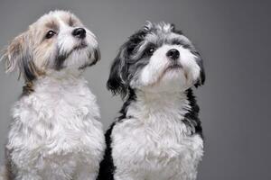 estúdio tiro do dois adorável havanese cachorro foto