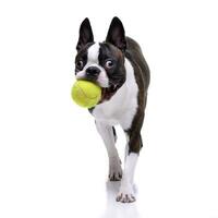 a adorável boston terrier jogando com uma tênis bola foto