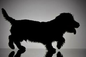 silhueta do a adorável dachshund foto