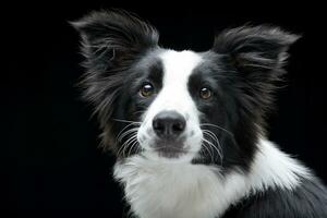 retrato do a adorável fronteira collie foto