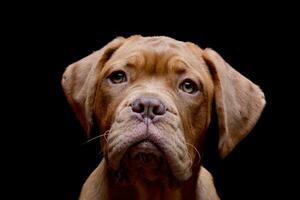 retrato do a adorável dogue de bordeaux foto