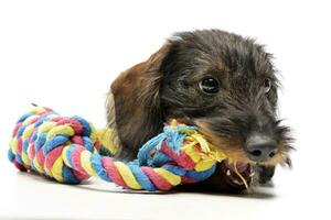 a adorável dachshund pagando com colori corda foto