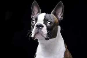 retrato do a adorável boston terrier foto