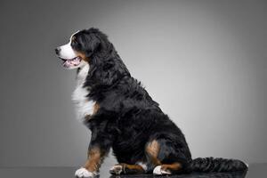 estúdio tiro do a adorável Bernese montanha cachorro foto