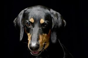 retrato do a adorável misturado procriar cachorro foto