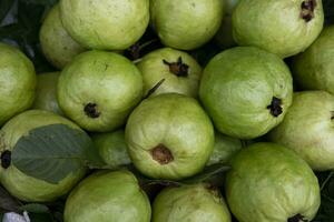 fresco verde goiaba frutas exibido para venda dentro a mercado do Bangladesh foto