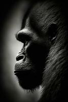 gorila macaco macaco retrato estúdio silhueta foto Preto branco retroiluminado movimento contorno tatuagem