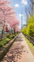 Japão zen Tóquio televisão torre panorama panorama Visão fotografia sakura flores pagode Paz silêncio foto