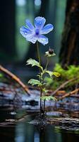 solitário azul flor floresta pacífico panorama liberdade cena lindo natureza papel de parede tela foto