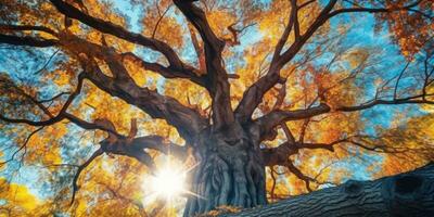 outono laranja árvore queda pacífico panorama liberdade cena lindo natureza papel de parede foto