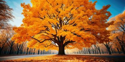 outono laranja árvore queda pacífico panorama liberdade cena lindo natureza papel de parede foto