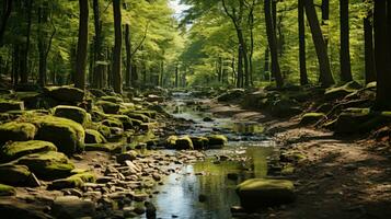 floresta rio silêncio tranquilidade graça panorama harmonia descansar calma unidade harmonia fotografia foto