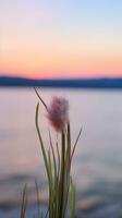 flores foco pôr do sol tranquilidade graça panorama zen harmonia calma unidade harmonia fotografia foto