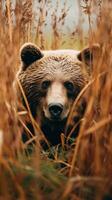 Urso grisalho escondido predador fotografia nacional geográfico estilo 35mm documentário papel de parede foto