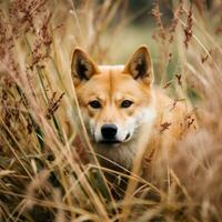 dingo cachorro leopardo escondido predador fotografia Relva nacional geográfico estilo documentário papel de parede foto