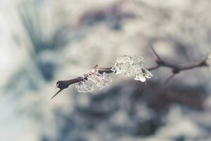 inverno lindo plantar revestido com congeladas branco neve e gelo foto