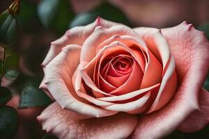 uma fechar acima do uma Rosa rosa. gerado por IA foto