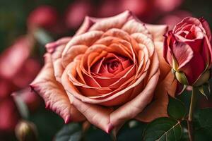 uma fechar acima do dois rosas com Rosa pétalas. gerado por IA foto