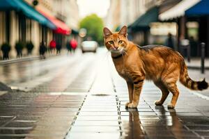 uma gato caminhando em uma cidade rua dentro a chuva. gerado por IA foto
