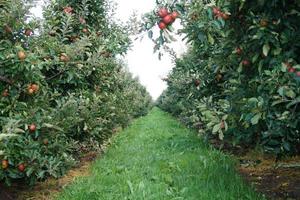colheita de maçã na velha terra de hamburgo foto