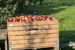 colheita de maçã na velha terra de hamburgo foto