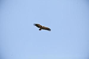 incrível abutre de israel, abutre da terra santa foto